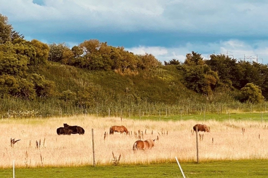 Husets trädgård gränsar med betande hästar