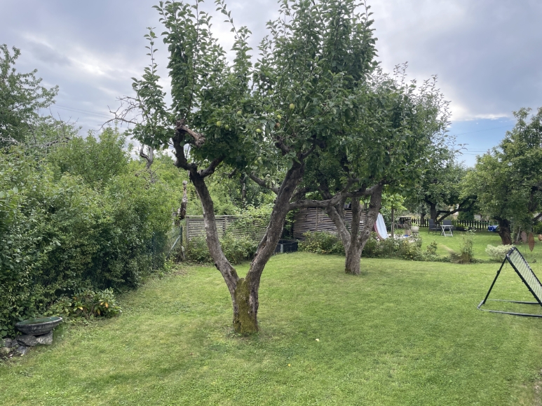 Vacker trädgård med äppelträd och hallonbuskar.